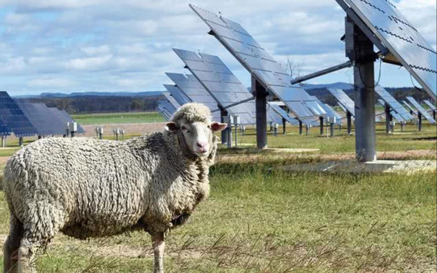 光伏电站被杂草困扰中国放了1万只羊轻松解决每年省节省200万