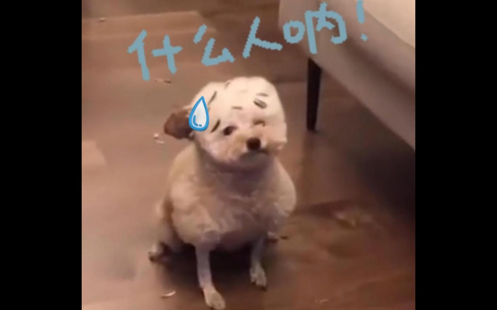 一脸憋屈,这是经历了啥!【搞笑视频】