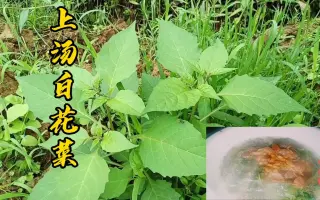 汤白花菜 搜索结果 哔哩哔哩 Bilibili