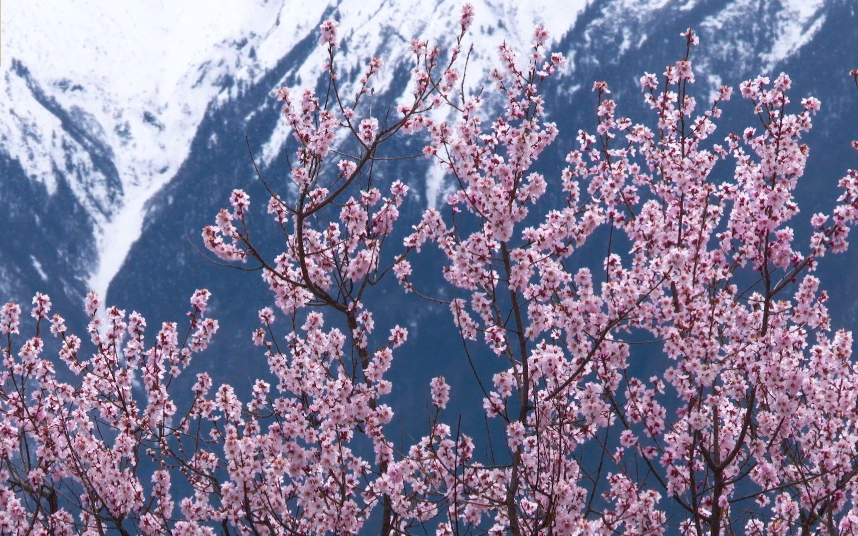 [图]一起去西藏赏桃花：雪域高原的群山之间，藏着一个美不胜收的世外桃花源