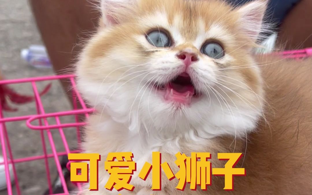 可爱小狮子金渐层