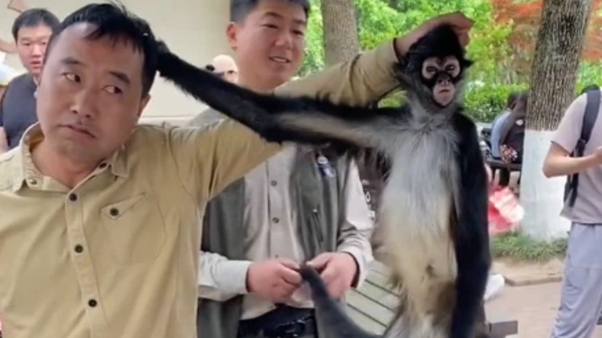 蜘蛛猴与饲养员互薅头发爆火出圈，表情动作神同步笑翻众人