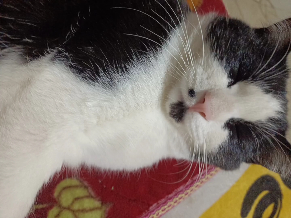 一只农村小猫
