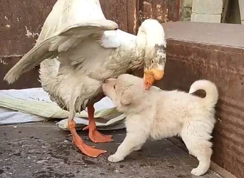 大鹅欺负狗子