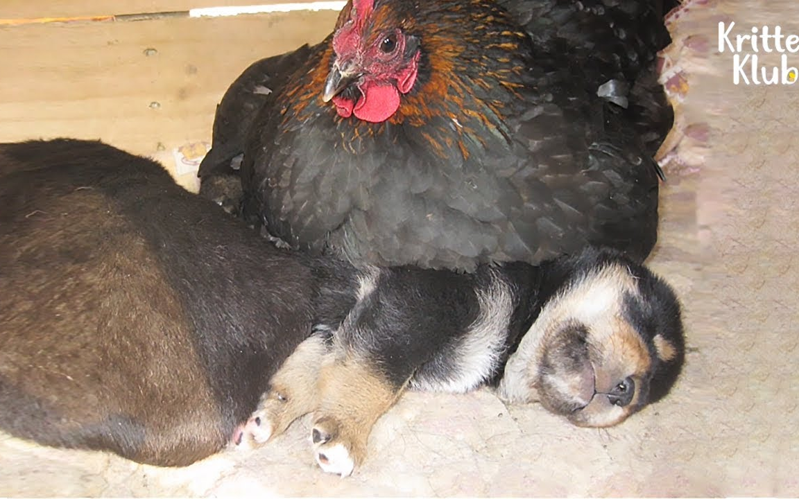 母鸡孵狗事件!母鸡:没蛋孵我就孵狗!