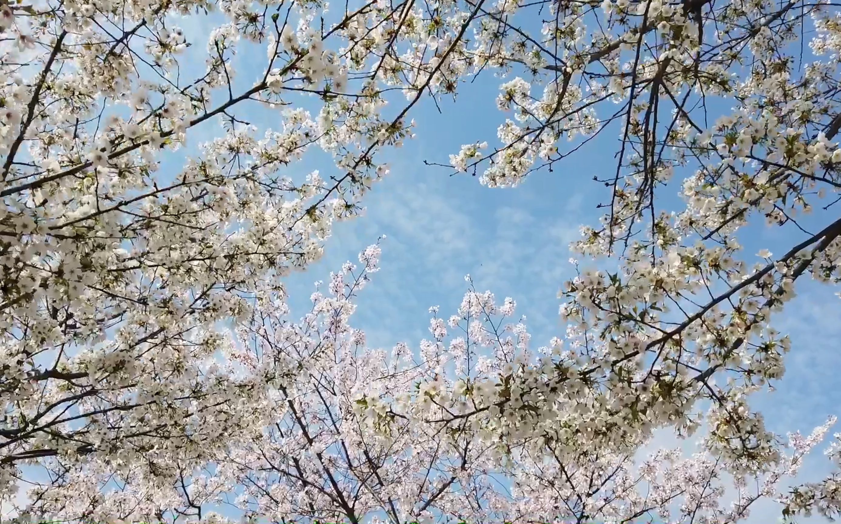 sakura_哔哩哔哩_bilibili