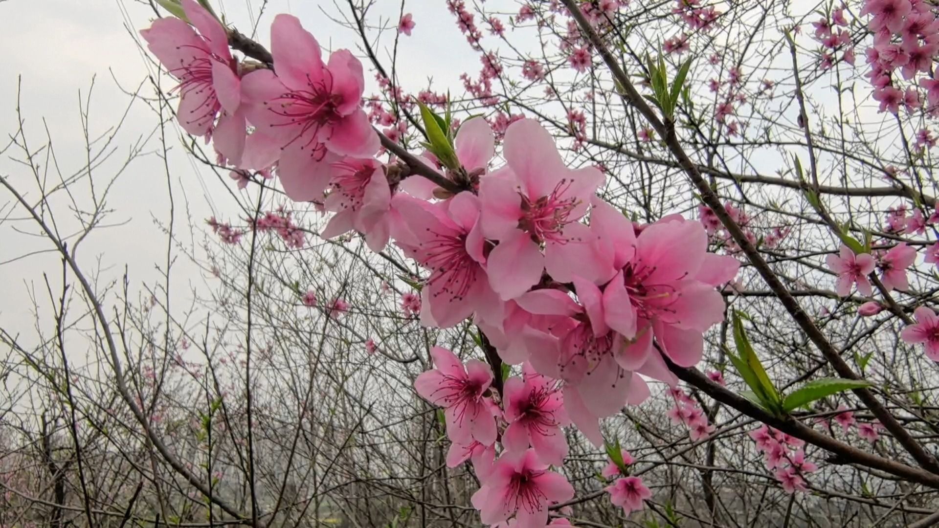 桃花的样子 壁纸风景图片