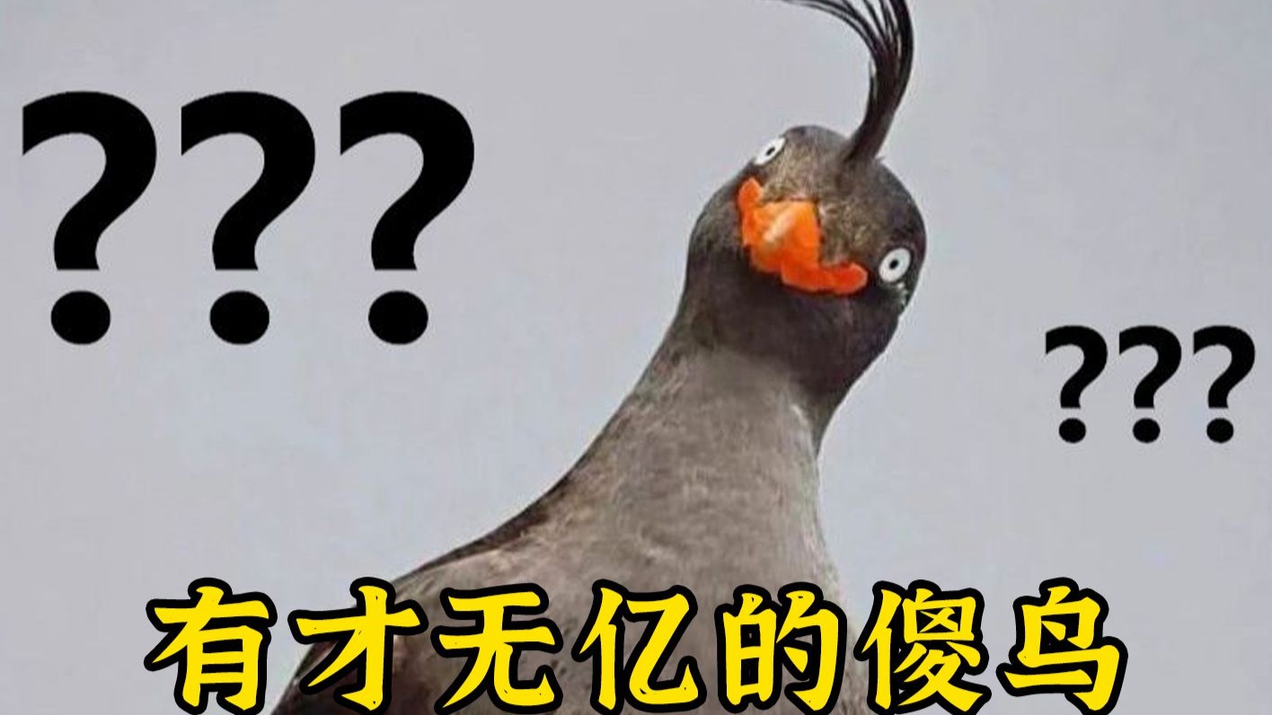 有才无亿的傻鸟-哈维动物园-哈维动物园-哔哩哔哩视频