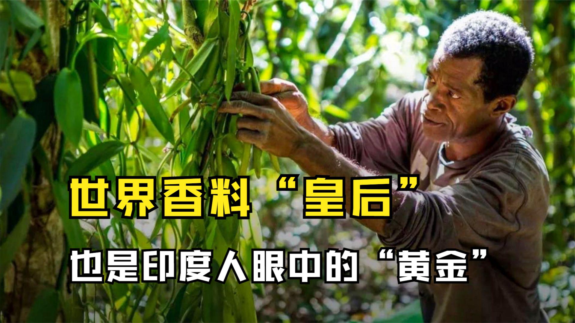 香荚兰:世界食品香料“皇后”,同时也是印度人眼中的“黄金”哔哩哔哩bilibili