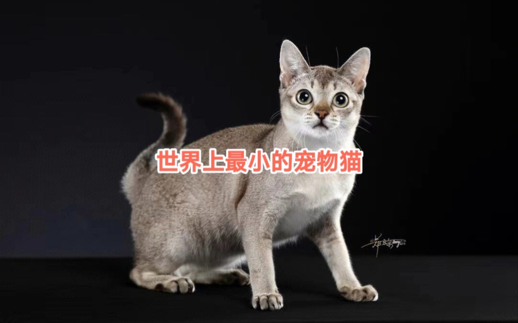 世界上最小的宠物猫哔哩哔哩bilibili