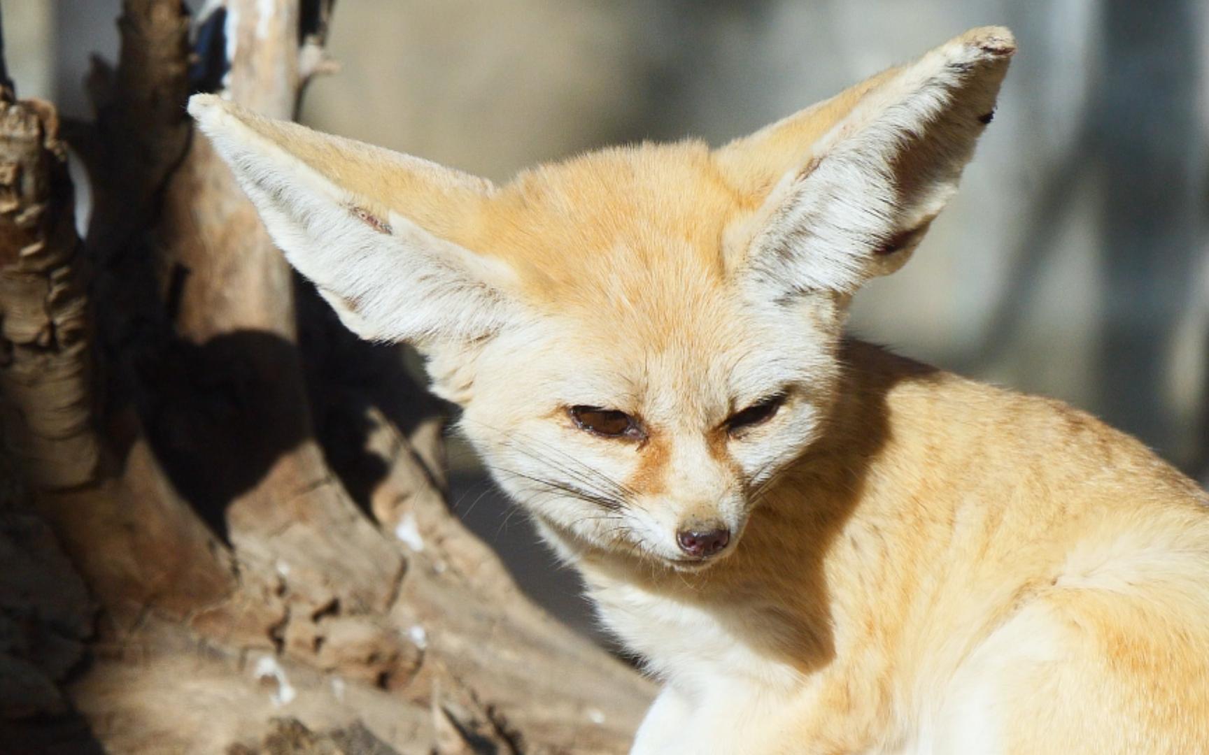 【耳廓狐】温暖的阳光下 小可爱的眼皮逐渐沉重
