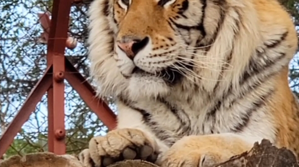 社会我精哥虎狠话也多