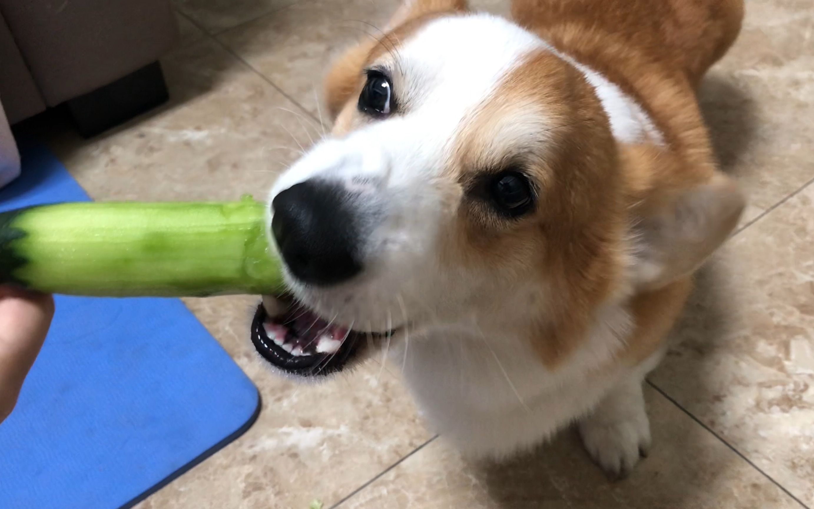 柯基吃黄瓜 咔吱咔吱脆 根本停不下来