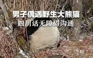 下载视频: 男子偶遇野生大熊猫，四川话无障碍沟通