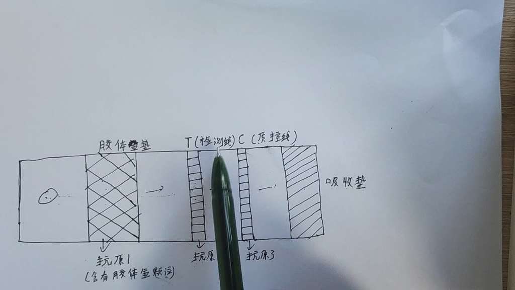 抗原检测原理哔哩哔哩bilibili