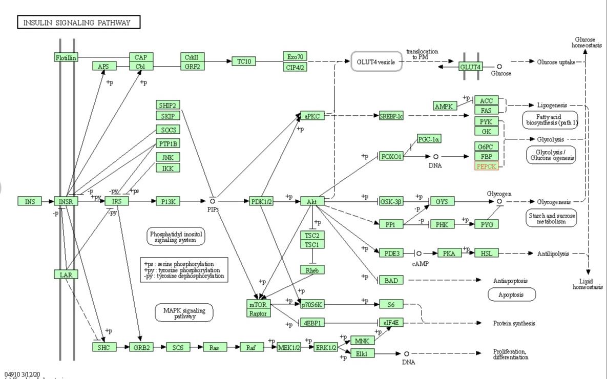 insulinsignalingcascadeanddownstreameffectsbiochemistrylesson哔哩哔哩bilibili