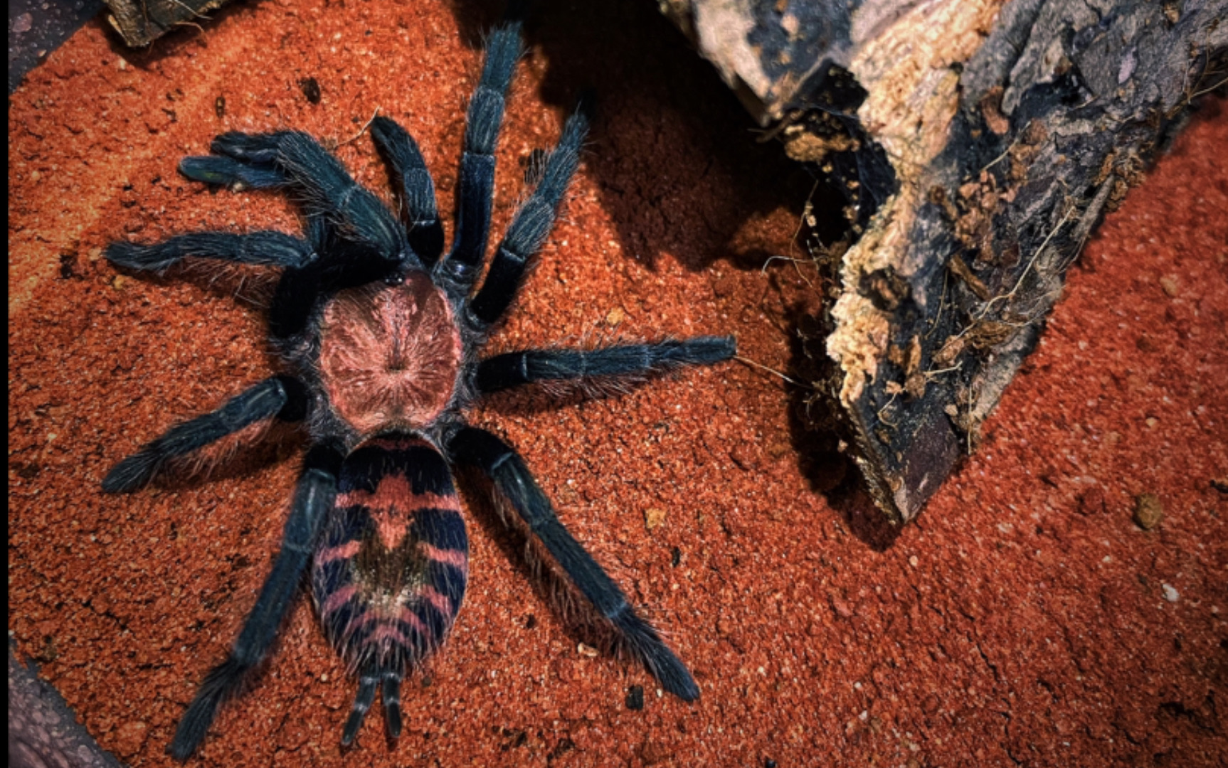 哥斯达黎加老虎尾捕鸟蛛 巴西所罗门捕鸟蛛 褪皮不吃系列_哔哩哔哩