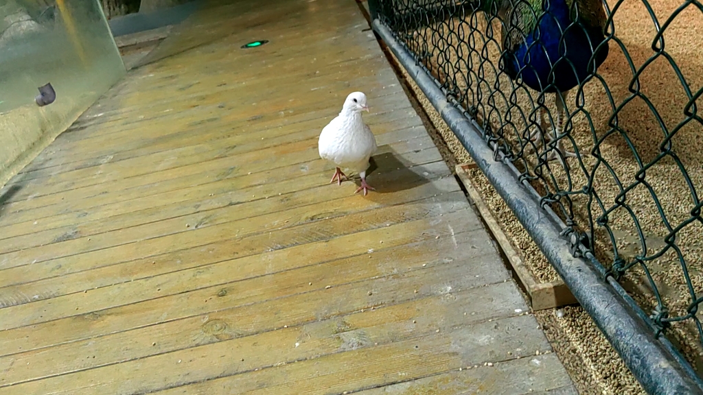 [图]逆天鸽鸽