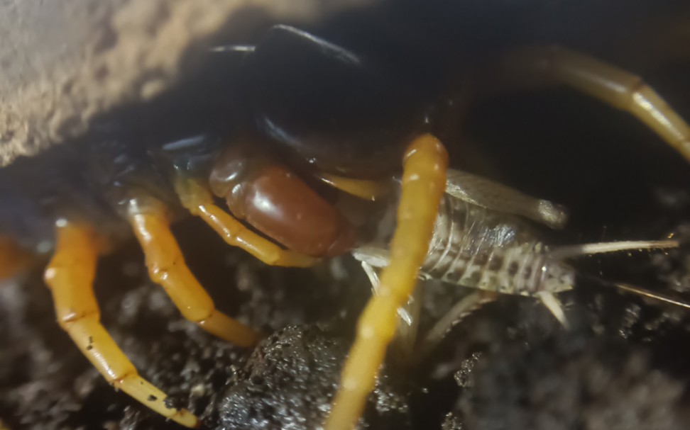 老挝巨人蜈蚣进食蟋蟀