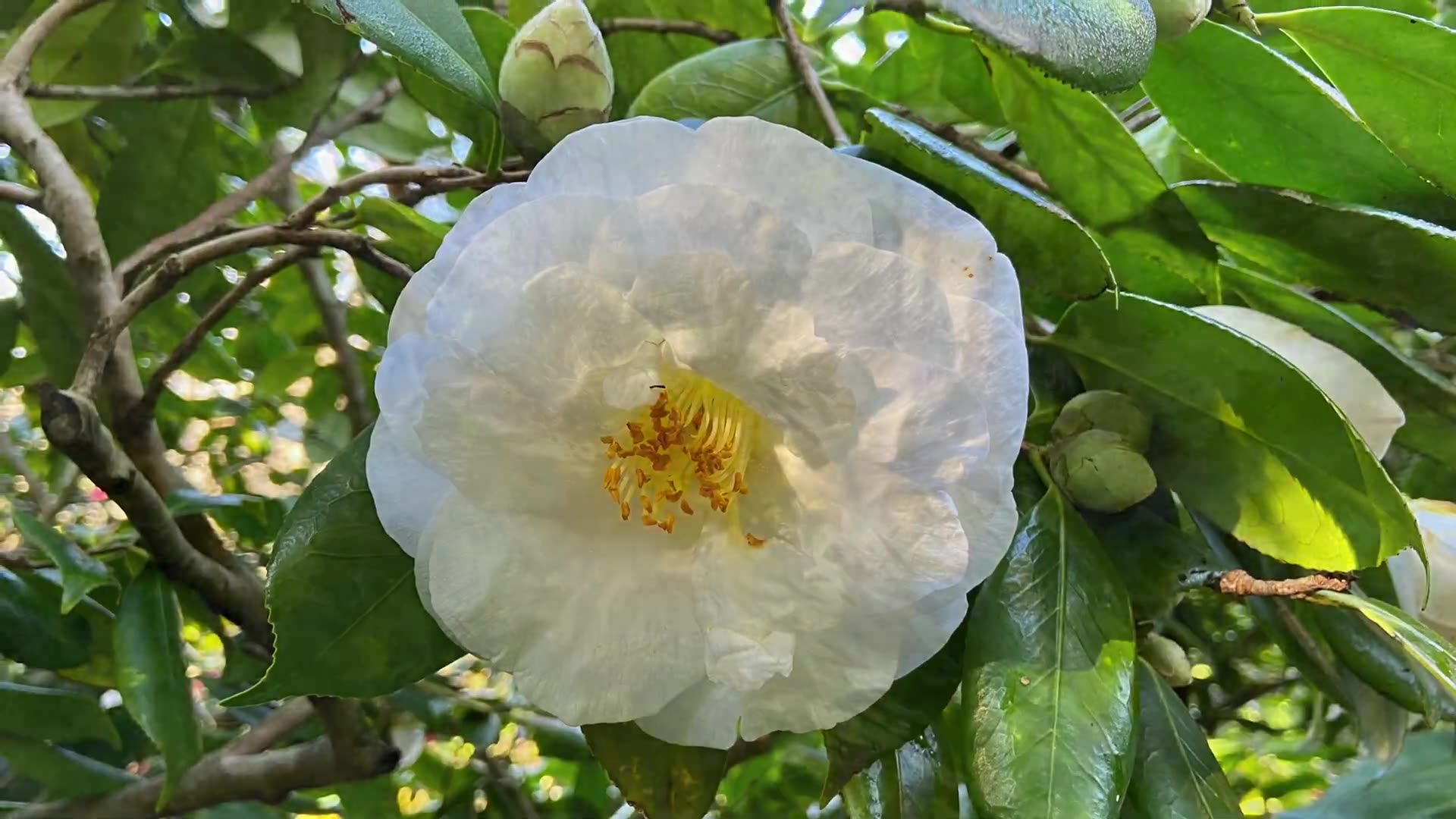 静姐说花401 七月中盛开的茶花,澳洲国立山茶花花园