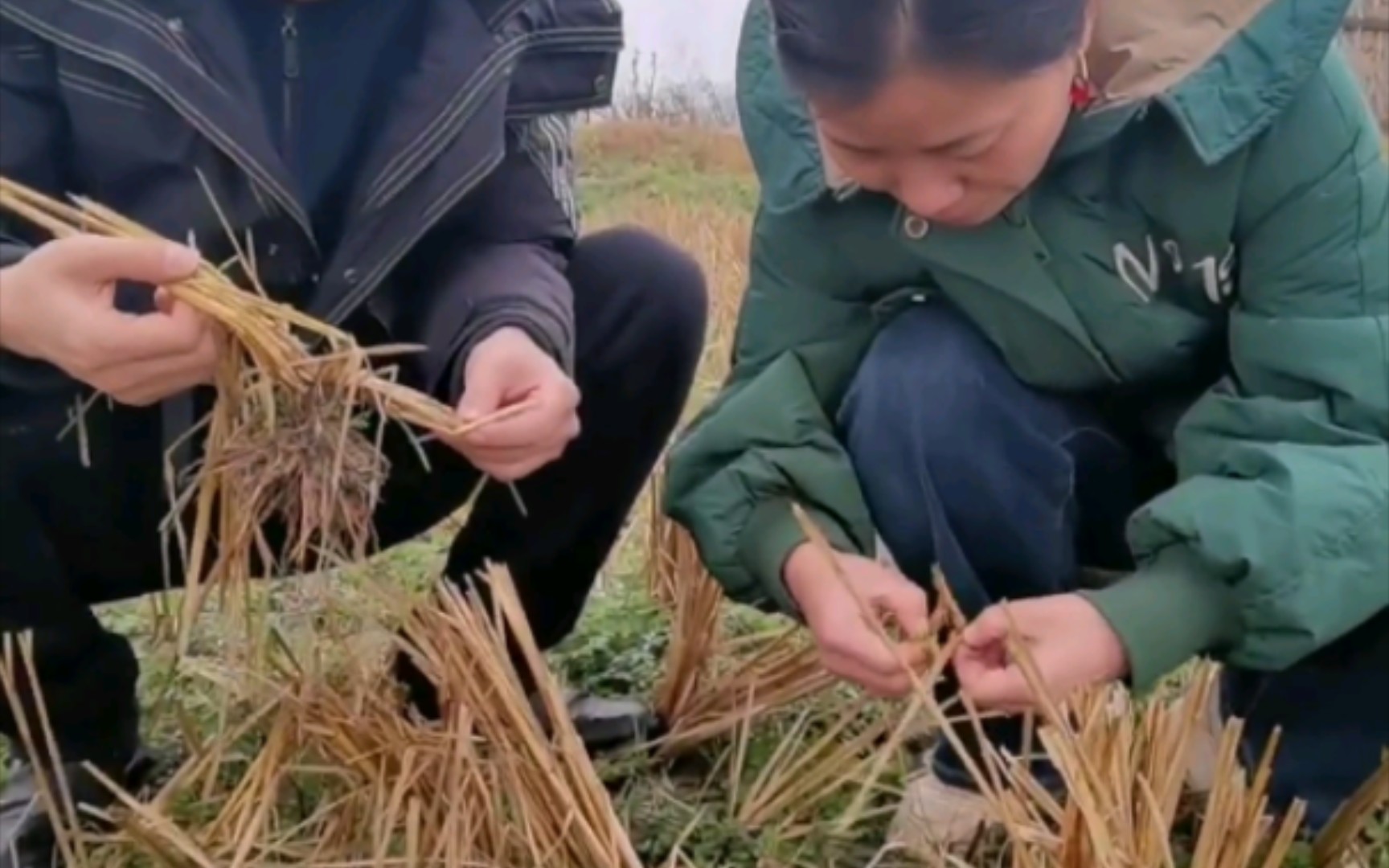 [图]农业一线观察；秸秆禁烧水稻虫害猛于虎，钻心虫越冬基数翻了10倍，从虫口夺粮任务艰巨。2