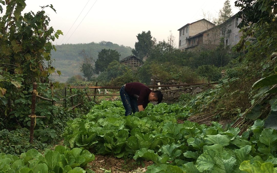 農村小夥早晨到菜園弄點白菜,這無公害白菜是歲爺爺種的!