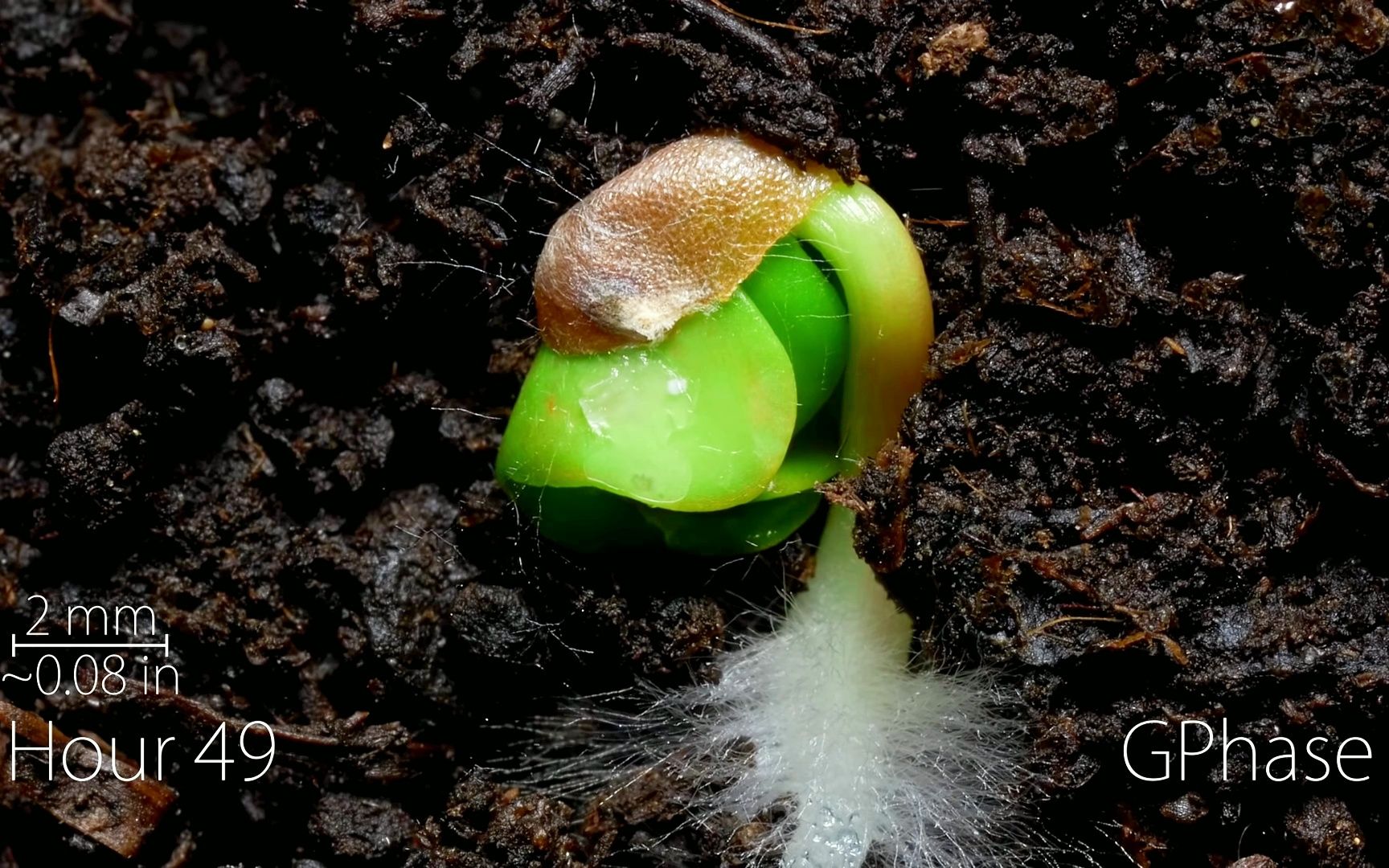 萝卜种子发芽宏观
