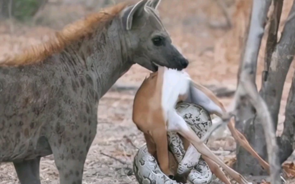 鬣狗抢蟒蛇的食物