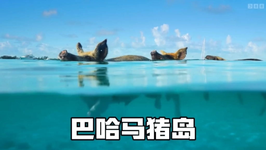 巴哈马猪岛:全世界唯一一座只有猪的岛屿