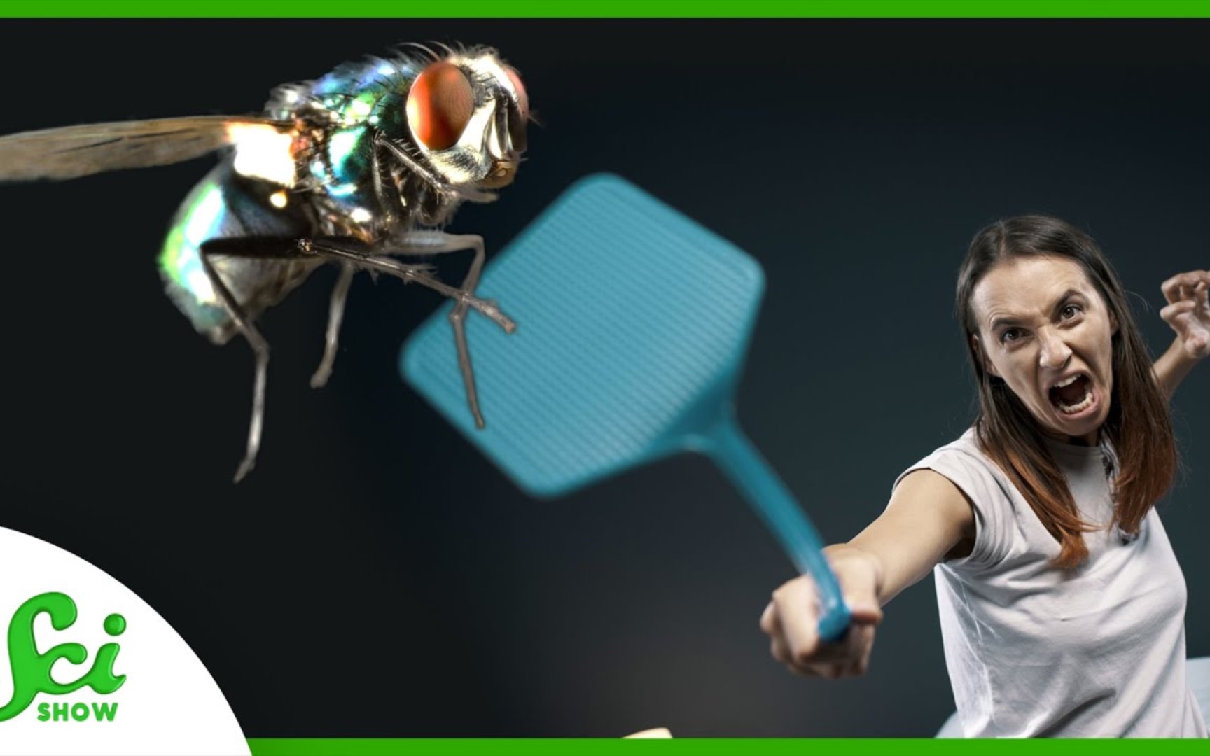 【scishow】why is it so hard to swat a fly?