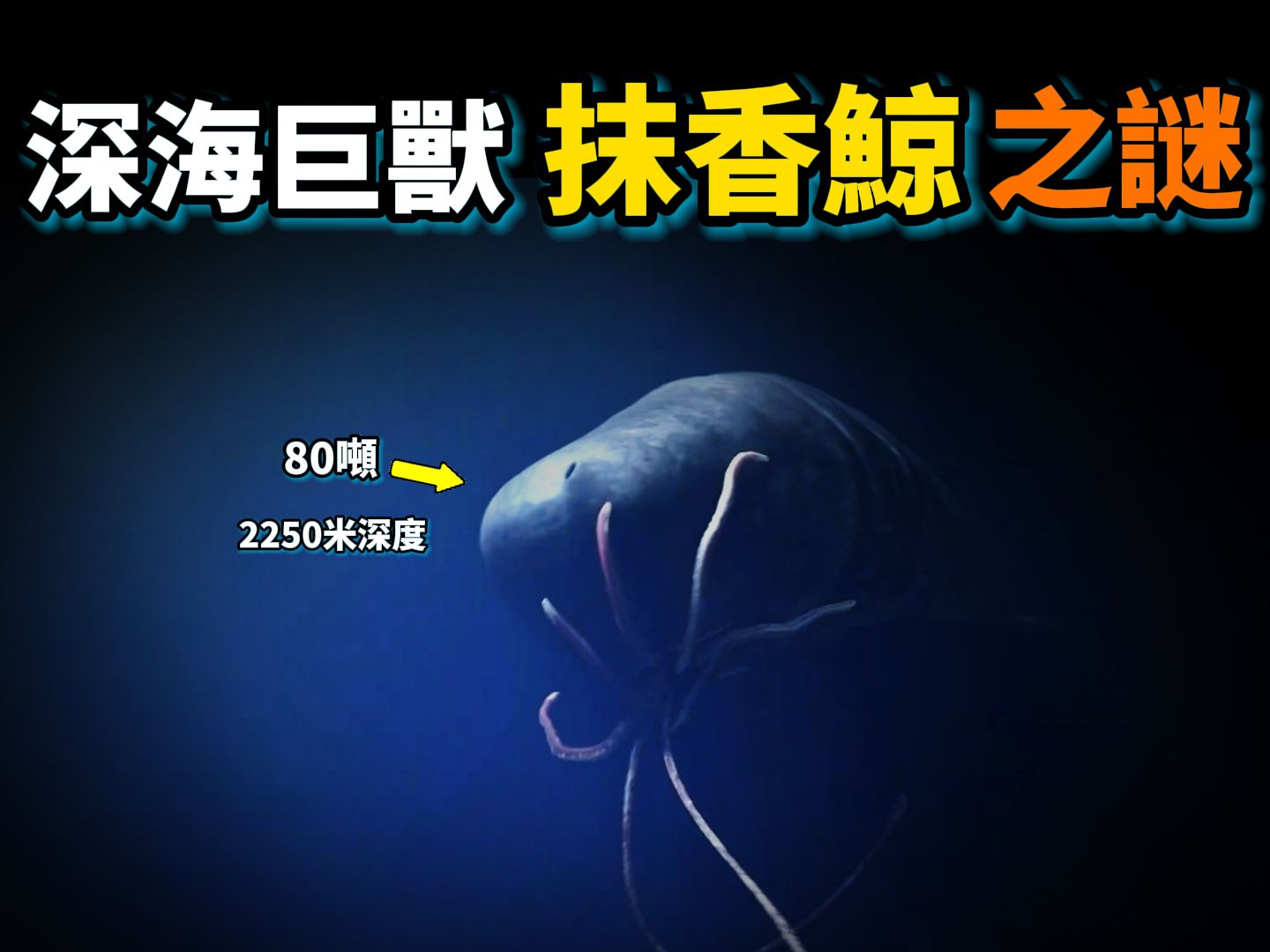 抹香鲸:地球上最神秘的深海巨兽,每年消耗2.7亿吨深海资源,竟然是大海生态工程师!一种充满谜团的动物!哔哩哔哩bilibili