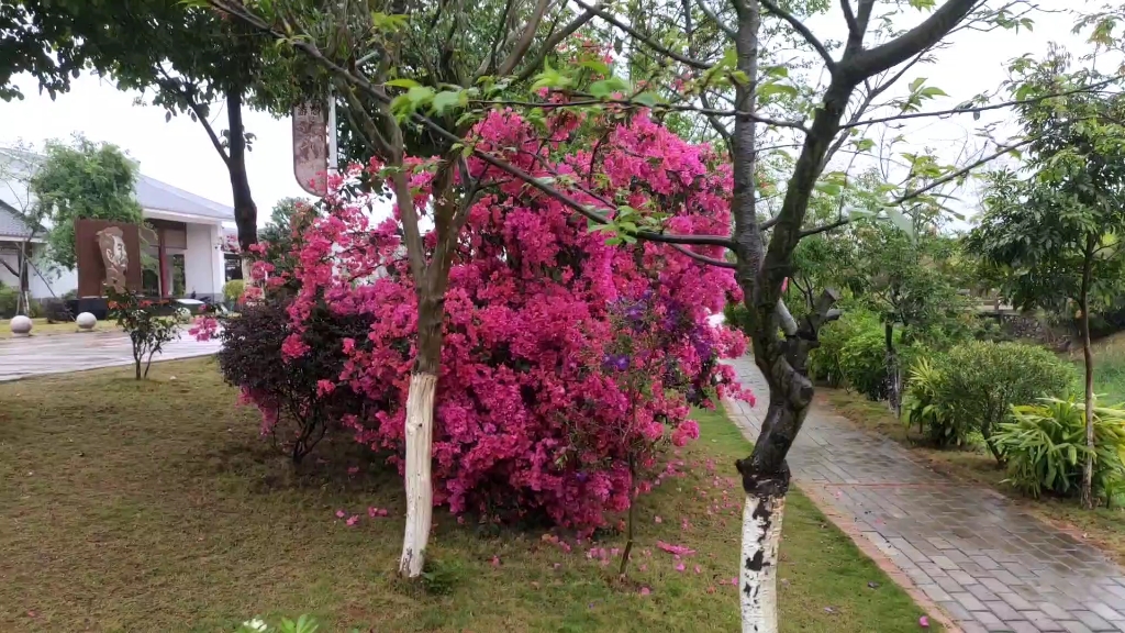 記錄雨天的三角梅&塔紫開箱