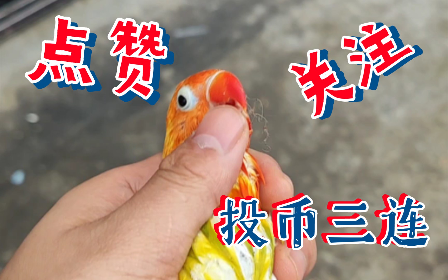 【黄金丝牡丹鹦鹉小芒果的日常第十六期】这只傻鸟不能要了,微瑕出