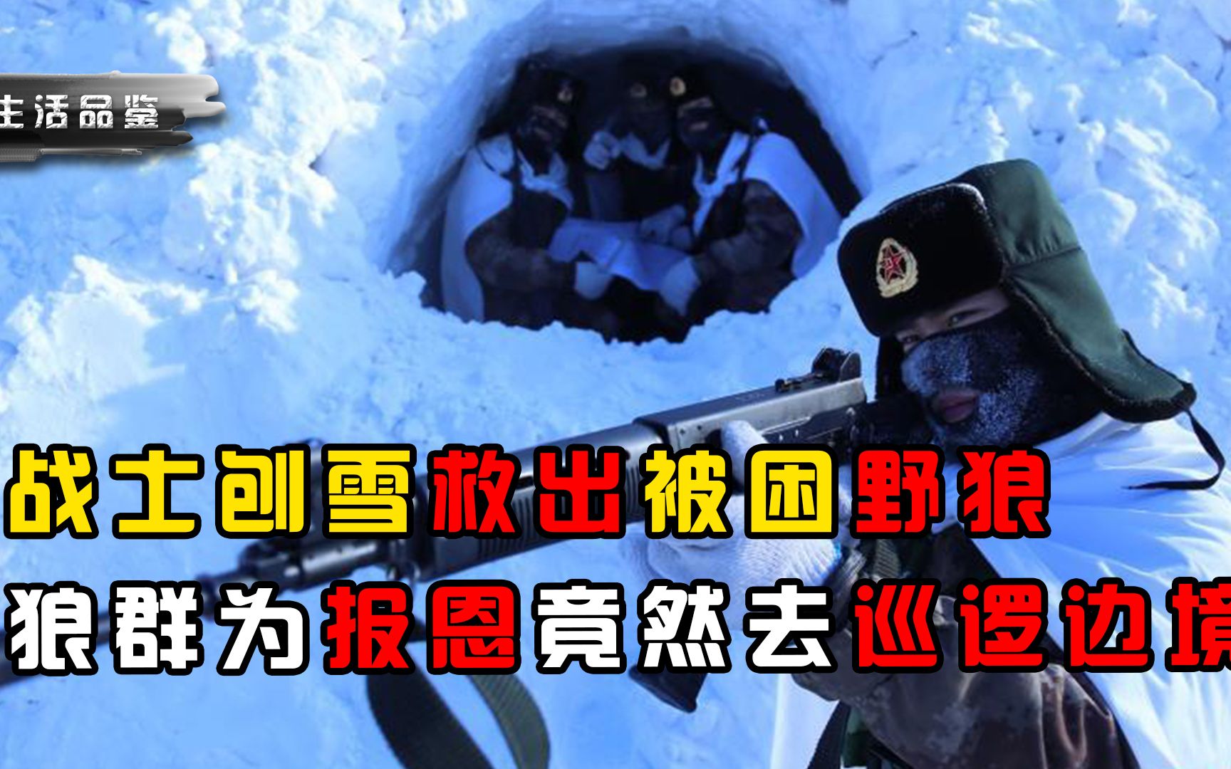 [图]狼窝被暴雪压垮后，老狼向战士求助，狼群为报恩竟然去巡逻边境