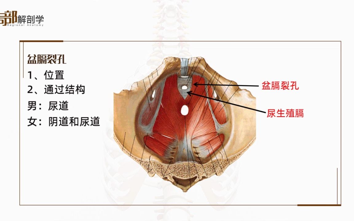 盆膈平面图片