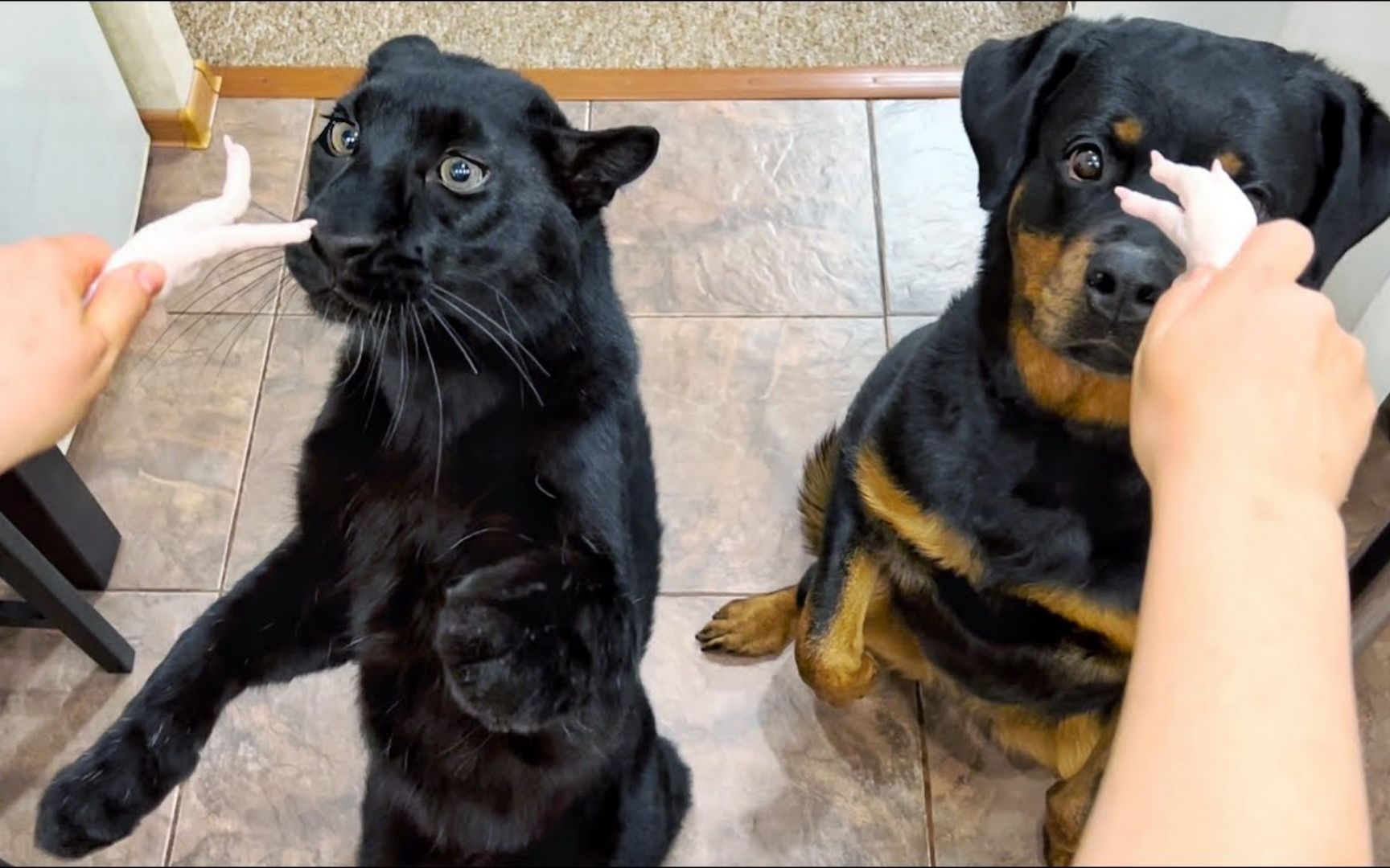 小黑豹:我不挑食,我只是吃的比较精致