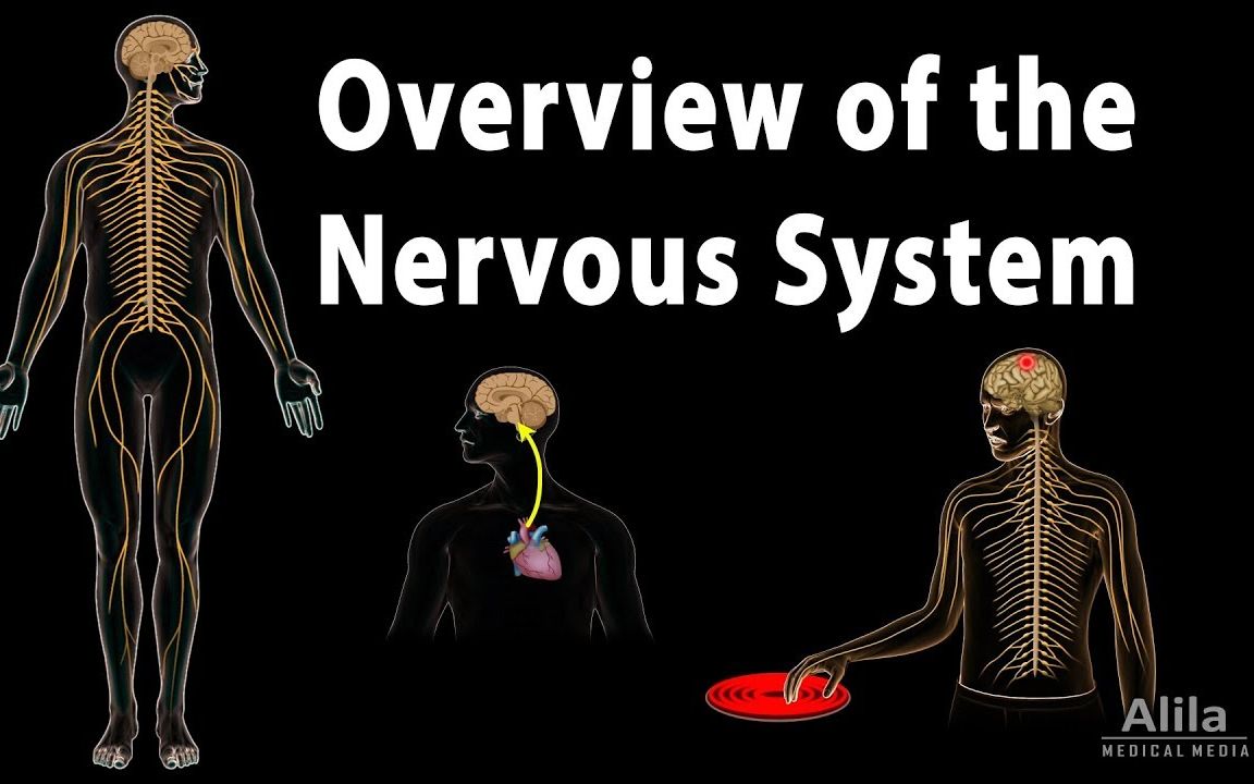 【Alila神经科学系列】#1 神经系统概述 |动画| 中英双语字幕哔哩哔哩bilibili