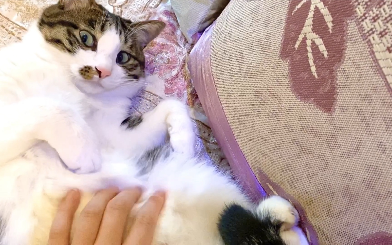 【猫】白花花的小肚皮 超级治愈