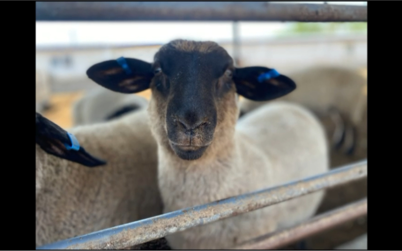 黄金牧场玛纳斯羊中熊猫萨福克来自新疆玛纳斯县的萨福克羊