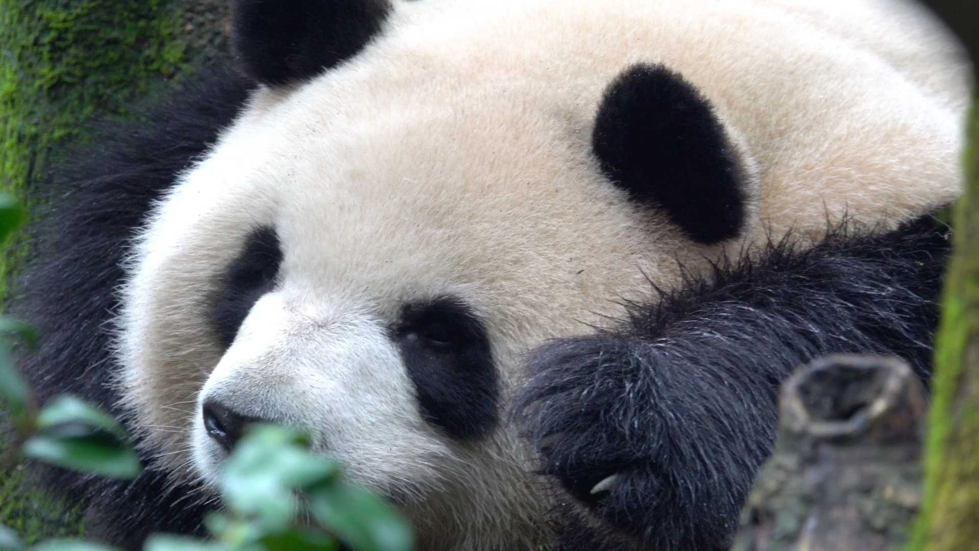 【大熊猫梅兰】睡个觉都要这么萌嘛,卖萌是犯罪