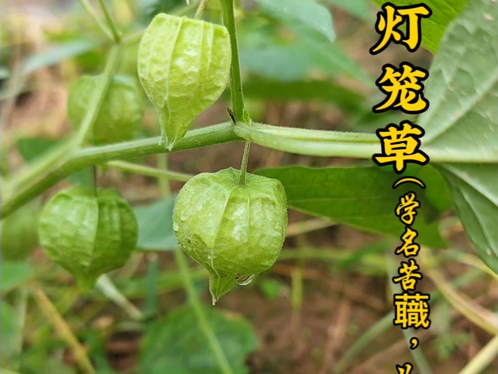 苦蘵又名姑娘果,灯笼草等,不仅可以吃还是有用本草,不知道你那里叫