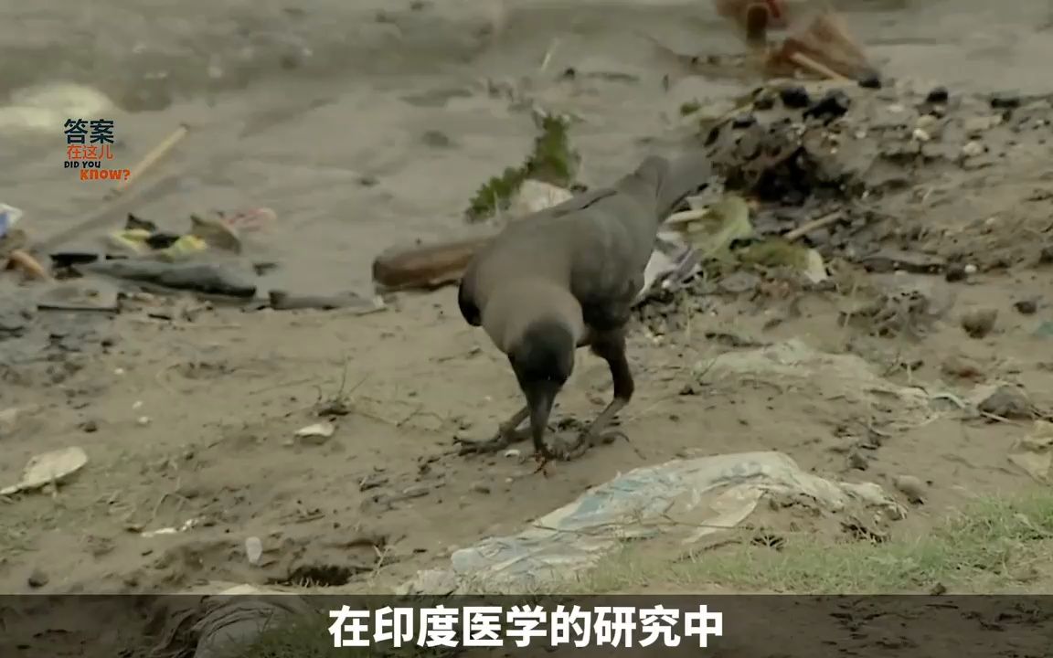 科学家发现"超级细菌"?印度恒河水到底多脏?曾消灭过霍乱病菌