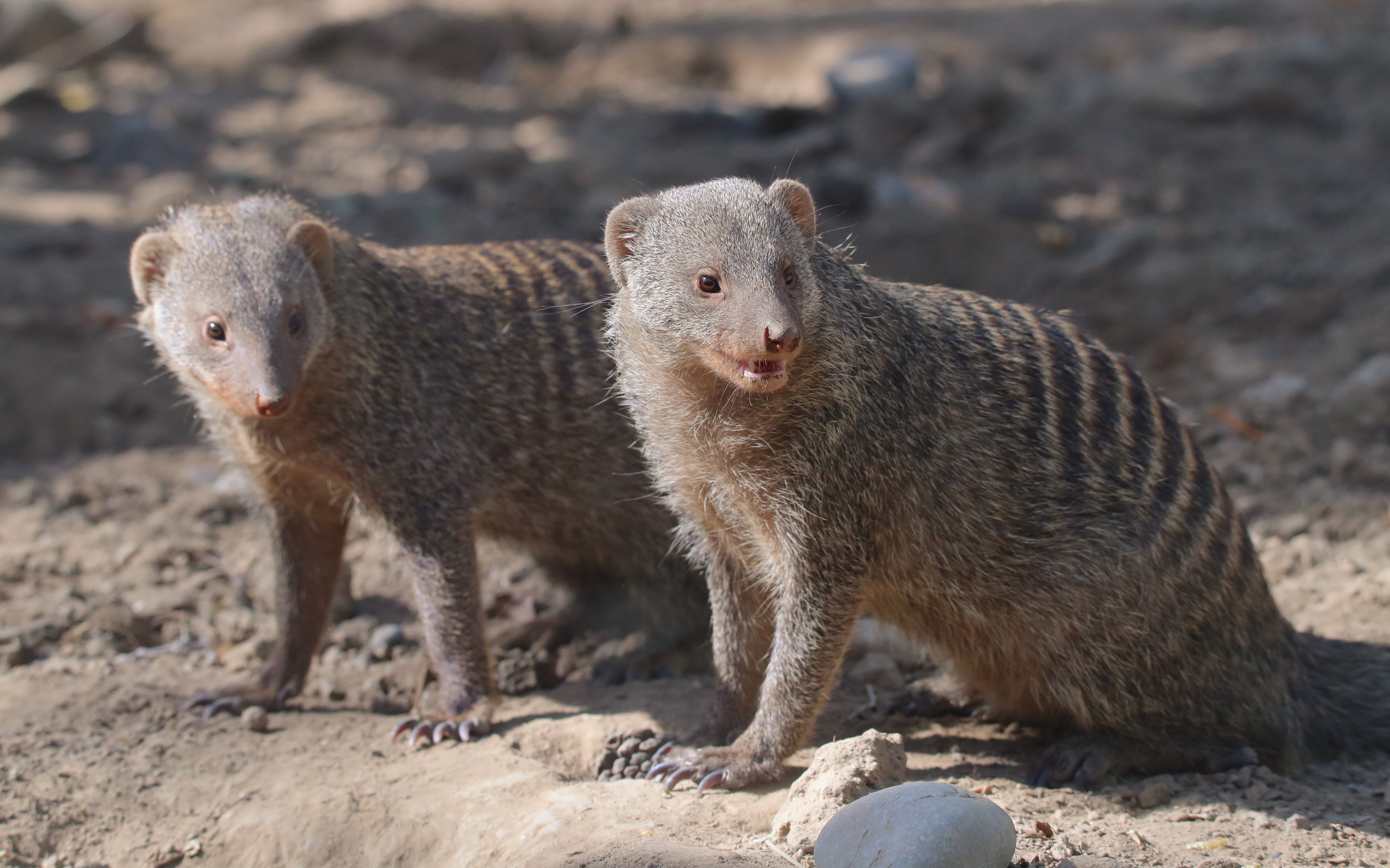 【日常】条纹獴忙碌又悠闲的午后