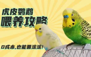 Download Video: 【虎皮鹦鹉】花最少的钱，也能喂成圆滚滚的崽！