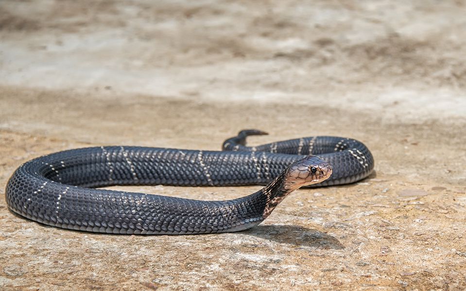 奇印度一只鸡勇斗眼镜蛇将其整个吞下