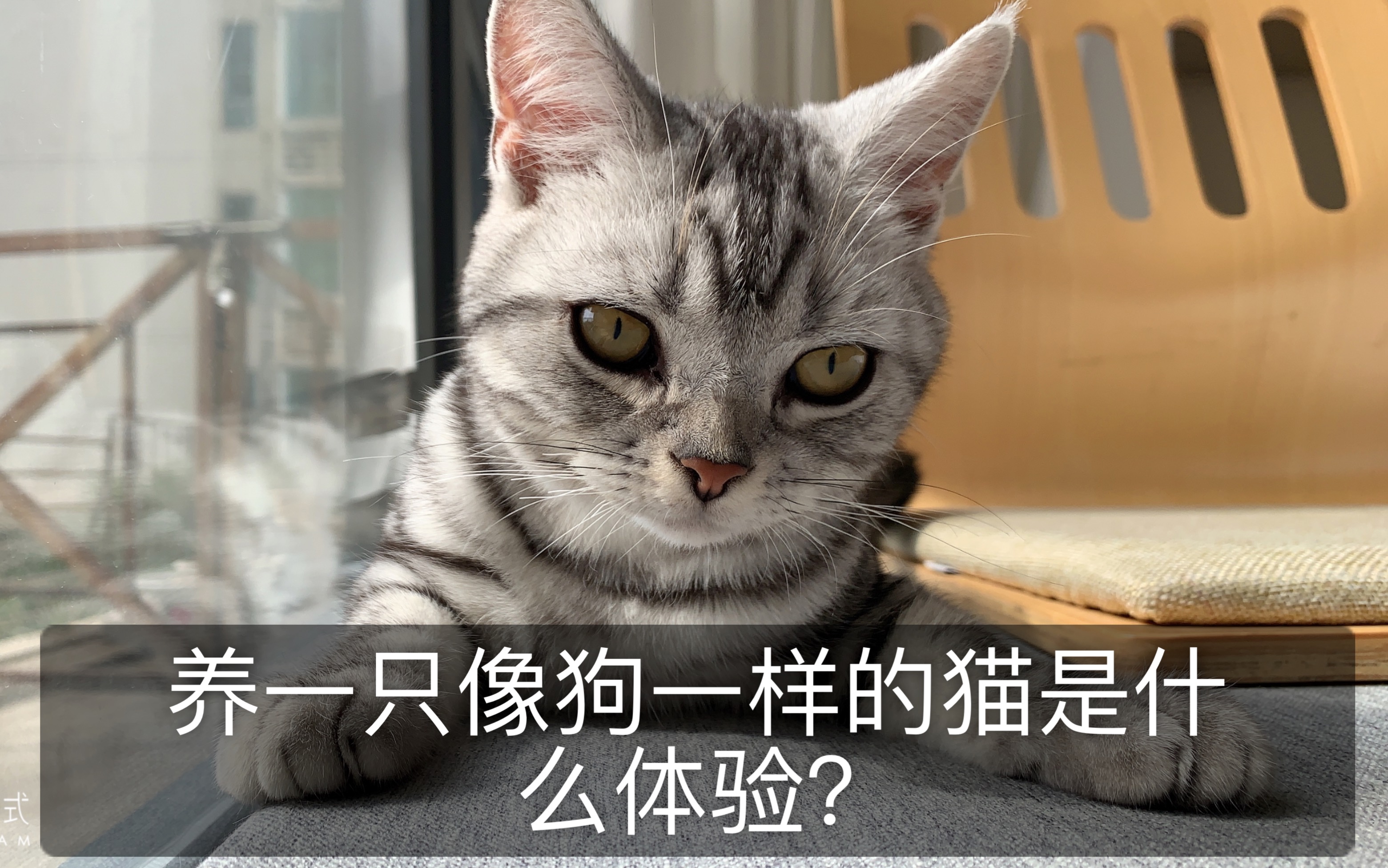 [图]养一只像狗一样的猫是什么体验？半夜不睡觉陪玩捡球游戏，主子就是主子再困也要陪玩。