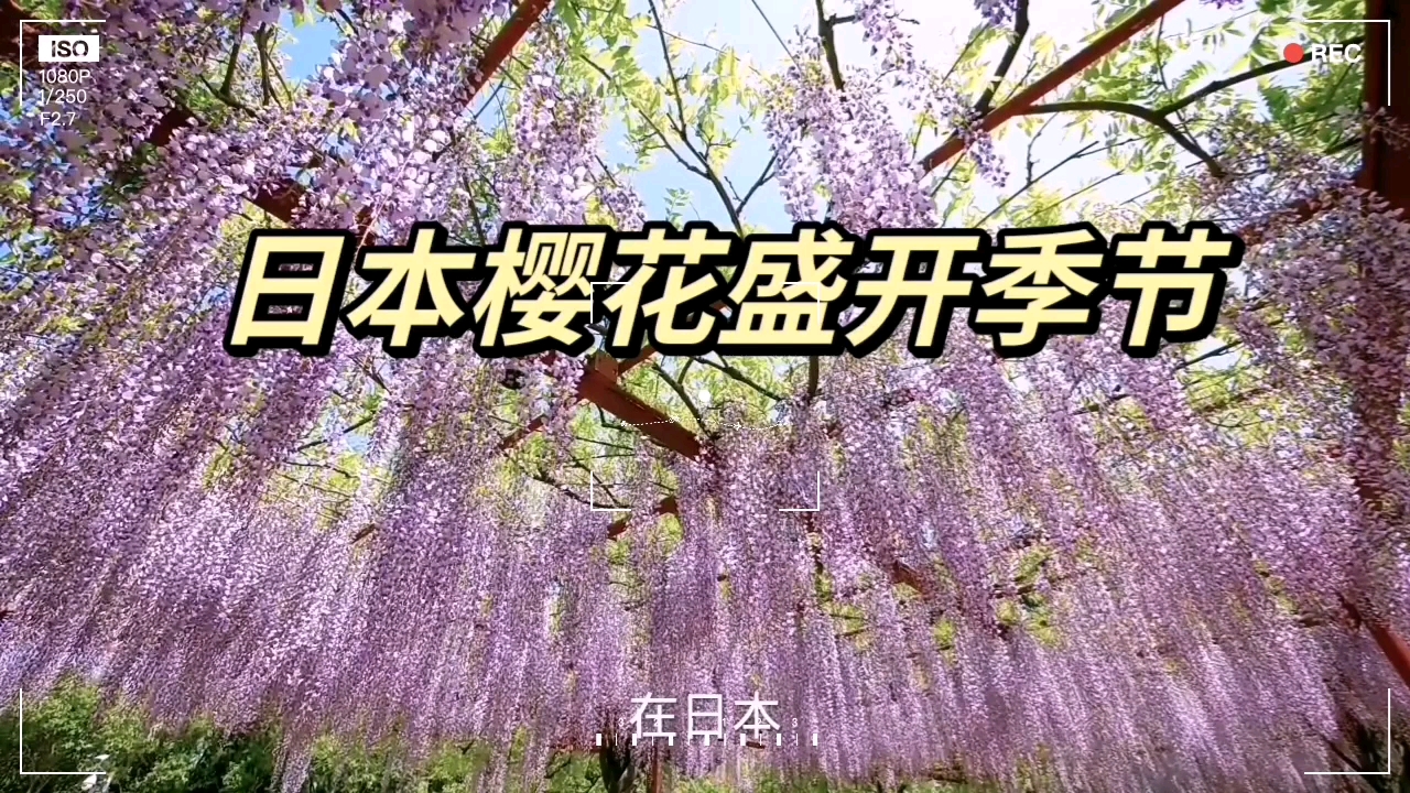 [图]日本樱花盛开的季节