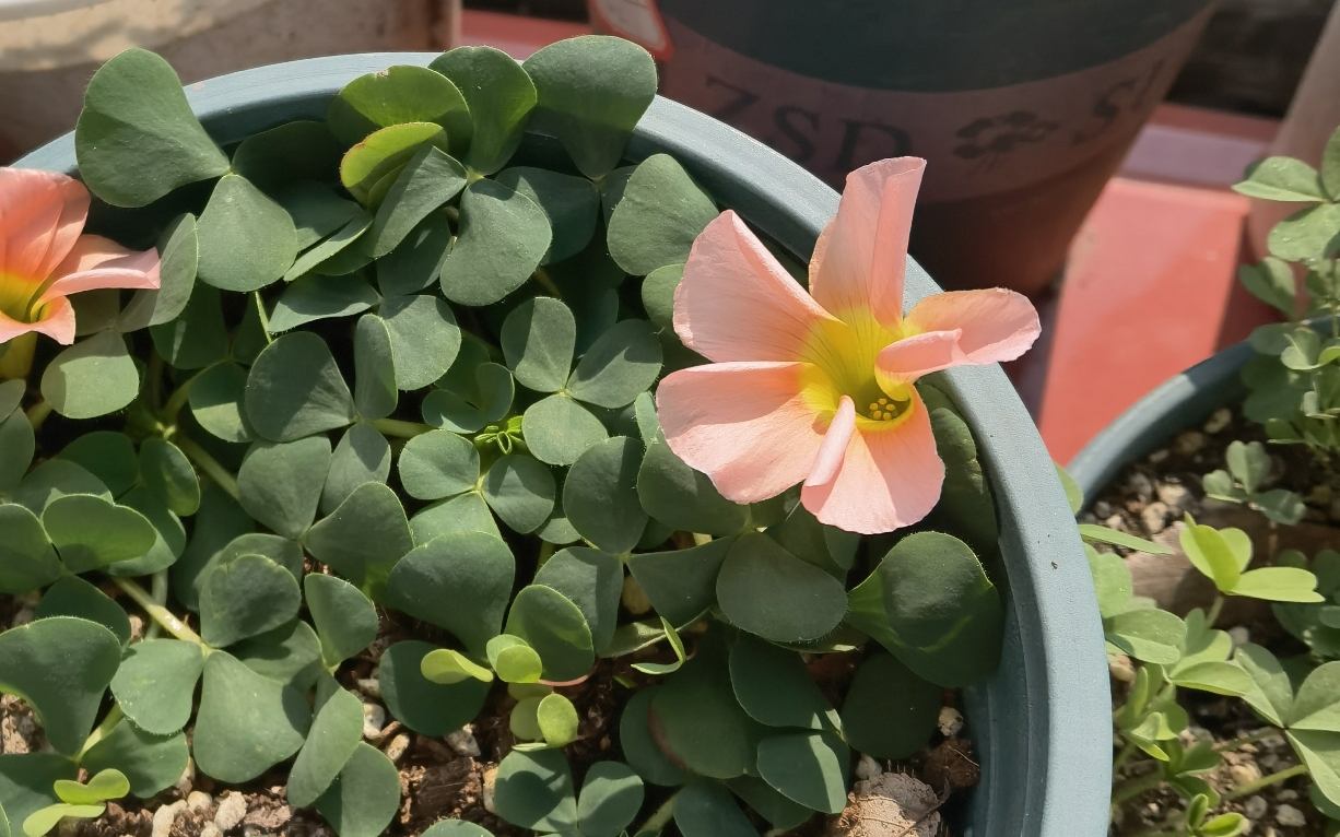 酢浆草鲑鱼芙蓉