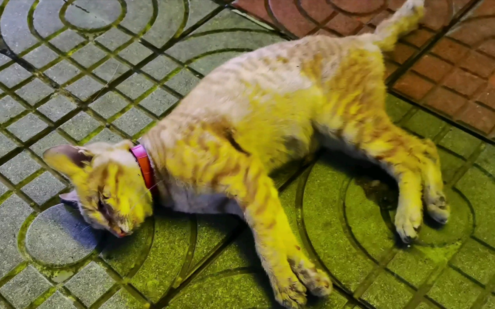 偶遇一只马路上死不瞑目的有主橘猫