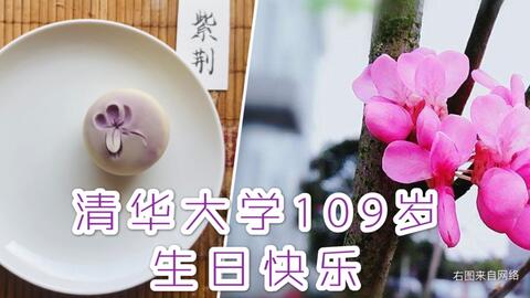 洋紫荆花和果子 琦酱原创 都是快毕业的人了 才弄清楚自己学校的校花不是这个洋紫荆花 大清校花另有其花 相信也有很多同窗搞混吧 哔哩哔哩 Bilibili